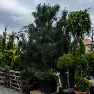 Borovica čierna (Pinus nigra) ´AUSTRIACA´ - výška 250-300 cm, šírka 280-300 cm,obvod kmeňa 20/25 cm, kont. C130L 